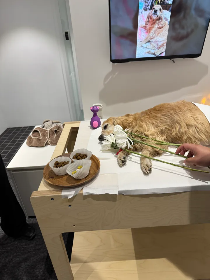 보코 보호자 후기 이미지